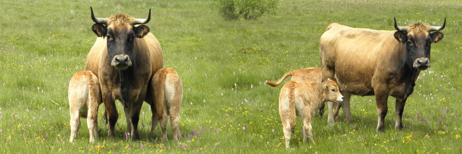 jumelles aubrac